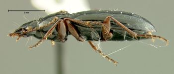 Media type: image;   Entomology 31310 Aspect: habitus lateral view